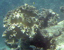 coral at the reef